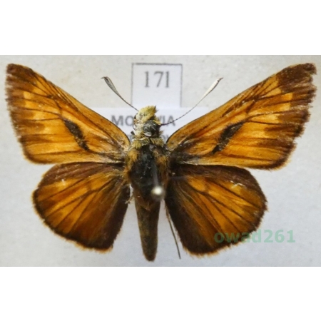 Ochlodes sylvanus (Esper, 1777) Karłątek kniejnik Czech17ln